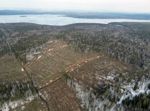 На Ленёвке вырубили гектары леса для разработки карьера: фото с высоты птичьего полёта 0