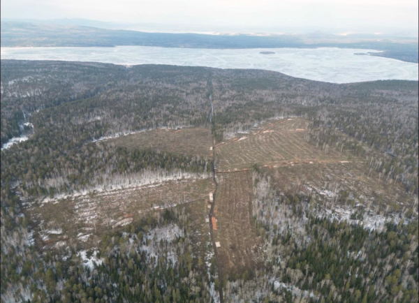 На Ленёвке вырубили гектары леса для разработки карьера: фото с высоты птичьего полёта 0