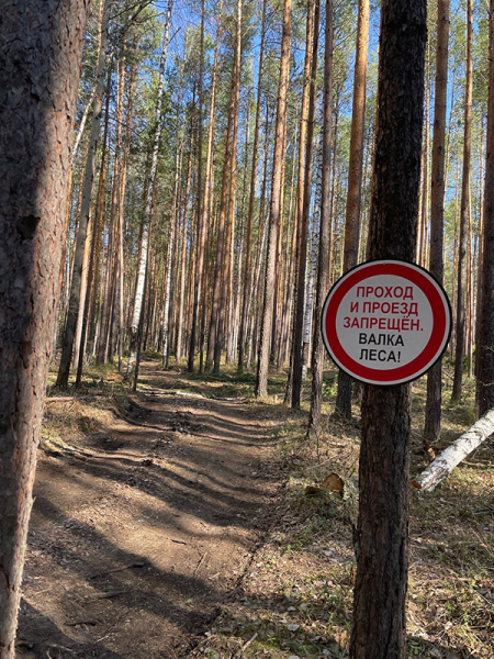 Бастрыкин поручил проверить информацию о вырубке леса под Нижним Тагилом 0
