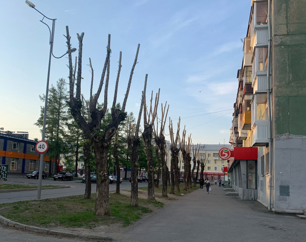Как в Мордоре: жители шокированы обрезкой деревьев в Нижнем Тагиле (фото) 0