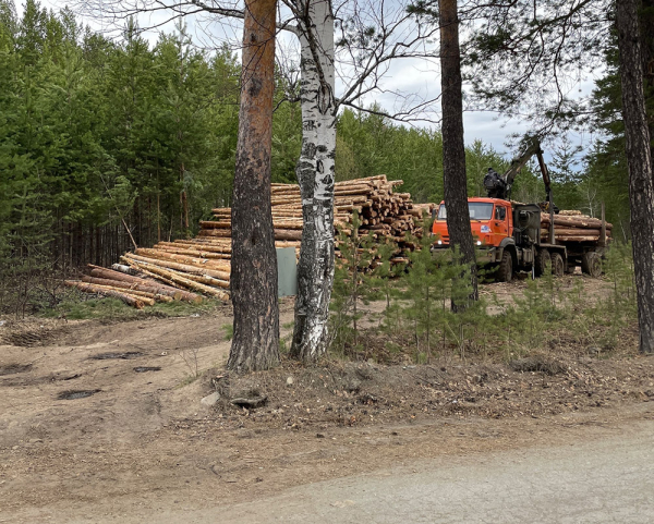 Бастрыкин поручил проверить информацию о вырубке леса под Нижним Тагилом 0