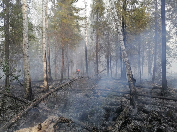 На Монзино под Нижним Тагилом горит лес: огонь подступает к домам 0