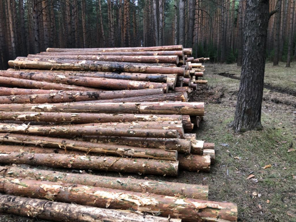 Прокуратура выявила нарушения при рубке леса на Новой Кушве в Нижнем Тагиле 0