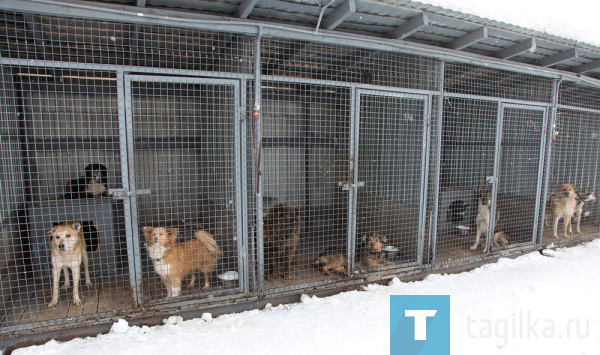 Кремль раскритиковал проект закона об умерщвлении бездомных собак 0