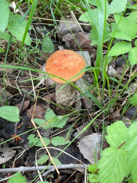Свердловчане вёдрами собирают грибы: фото 0