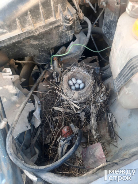 Птица свила гнездо под капотом машины: фото																				0
									
									
						