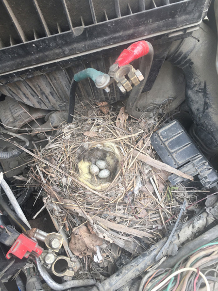  Птица свила гнездо под капотом машины: фото																				0
									
									
						