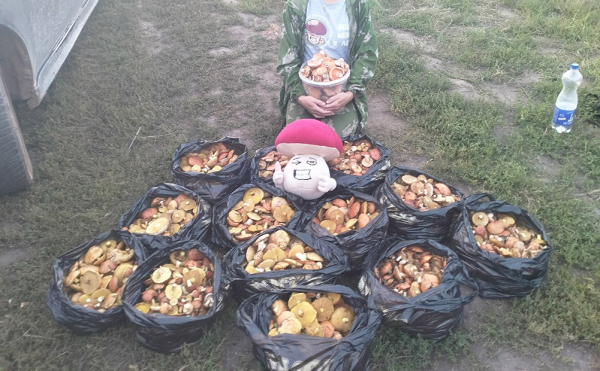 Свердловчанка собрала 200 литров грибов: фото 0