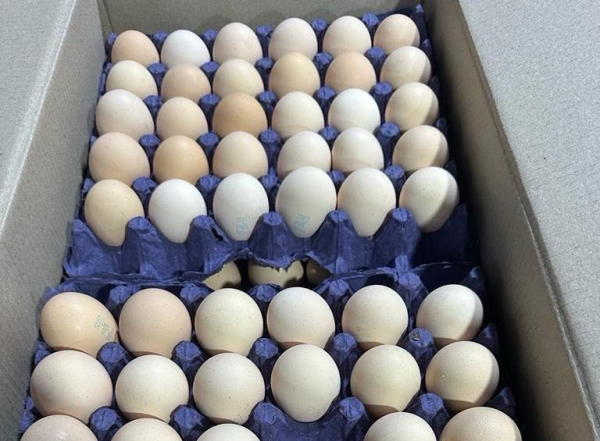 Россельхознадзор показал импортные яйца, а эксперты назвали их цену 0